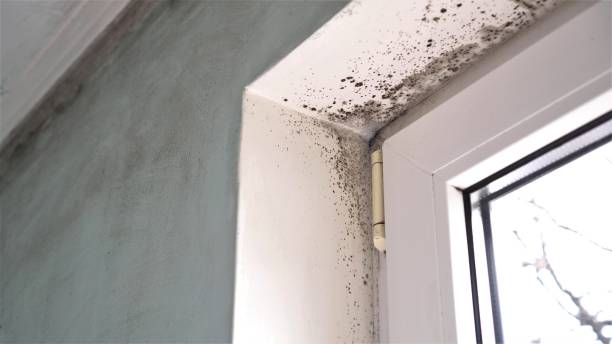 Forensic Mold Investigation in Somerset, PA