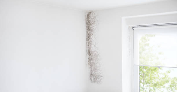 Dehumidification Services in Somerset, PA