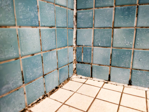 Best Real Estate Mold Inspection  in Somerset, PA