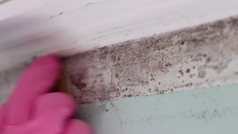 Best Mold Prevention Services  in Somerset, PA